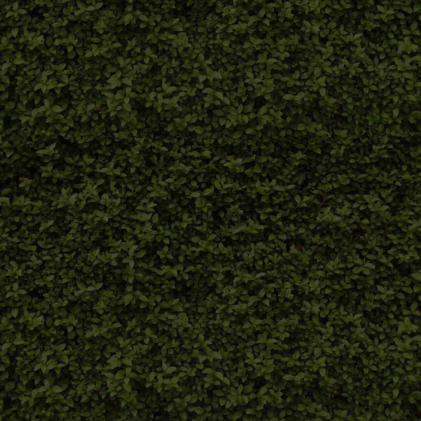leaf pattern